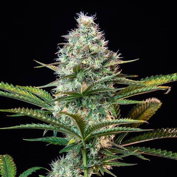 Royal Runtz cannabis delivery in Nassau County, NY